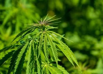 Using Pressurized Hot Water for Selective Cannabinoid Extraction