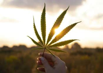 Cannabis with Precision is Here: Koan Cordials