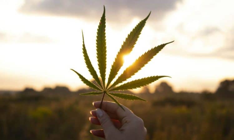 Cannabis with Precision is Here: Koan Cordials