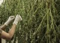Pre-Extraction Processing Methods  for Medicinal Cannabis