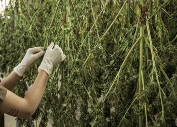 Pre-Extraction Processing Methods  for Medicinal Cannabis