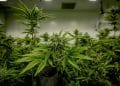 A Review of Extraction Methods  for Medicinal Cannabis