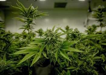 A Review of Extraction Methods  for Medicinal Cannabis