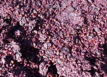 How is Supercritical CO2 Superior for Anthocyanin Extraction?