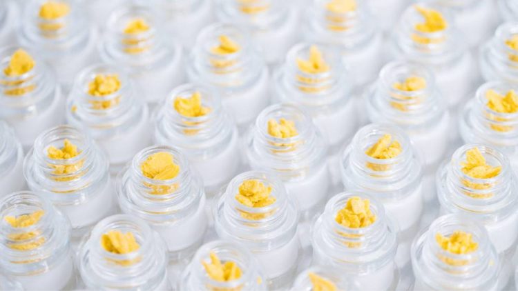 Extraction Protocols Impact Chemical Profiles of Cannabis Extracts