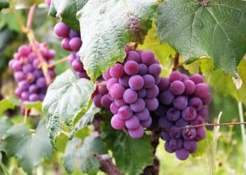 Grapevine Pruning Waste as an Innovative Source of Phenolic Compounds