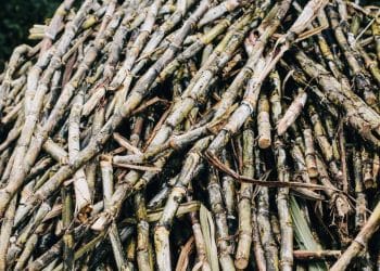 Isolation of Aromatic Cane from Rum Using Supercritical CO2