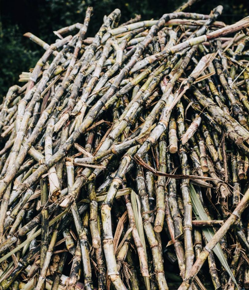 Isolation of aroma compounds from Sugar Cane