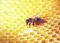 The Extraction of Bioactive Compounds from Bee Propolis