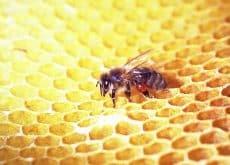 The Extraction of Bioactive Compounds from Bee Propolis