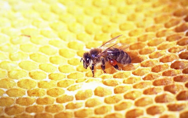 The Extraction of Bioactive Compounds from Bee Propolis