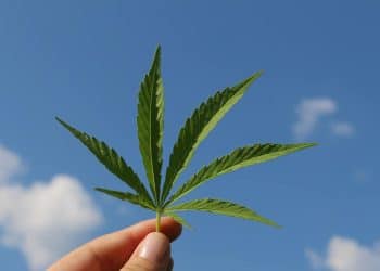 Global Cannabis Product Trends