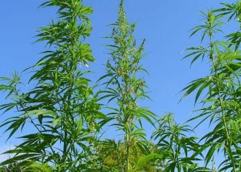 Reminder: The Cannabis and Hemp Industries are a Political Construct and Are Unrelated to the Science of Botany