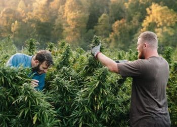 Are MSO’s eliminating local, high end craft products and bleeding out social equity opportunities?