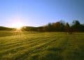Regenerative Soil Farming Optimizes Botanical Extract Flavor & Potency