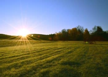 Regenerative Soil Farming Optimizes Botanical Extract Flavor & Potency