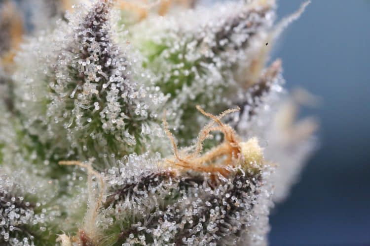 Assessing When to Harvest for Extraction Using Glandular Trichome Development