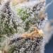 Assessing When to Harvest for Extraction Using Glandular Trichome Development