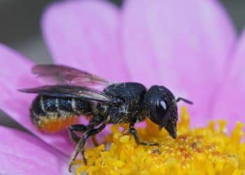 What is Botanical Rosin?