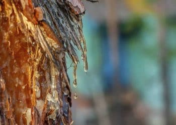 What is Botanical Rosin?