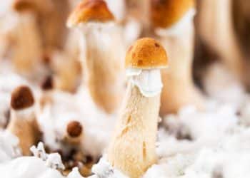 Psilocybin and Psilocin Extraction Solvents and Techniques