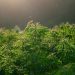 Enzymes and THC Remediation: A Novel Approach to Hot Hemp