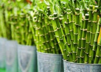 Evaluating Various Methods of Environmentally Friendly Plant Material Extraction