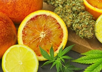 Cannabis Versus Non-Cannabis Terpenes Derived