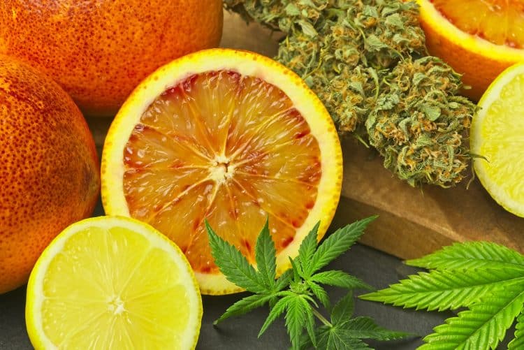 Cannabis Versus Non-Cannabis Terpenes Derived