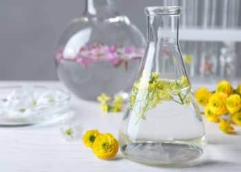 The Role of Botanical Extraction in the Cosmetics Industry