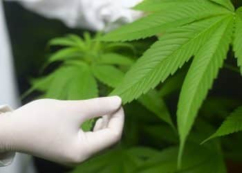 Overview of  Botanical Extract Preparation