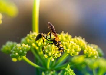The World of Botanical Insecticides