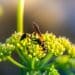 The World of Botanical Insecticides