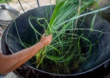 What Plants Are Good for Distillation?