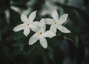 Looking Back at Enfleurage Botanical Extraction