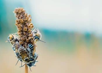 What Do Bees Have to Do with Extraction?