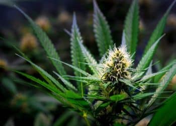 How to Create THCA Extracts