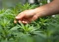 Cannabis Growth  and pH Levels