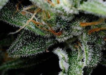 Potency VS THC content