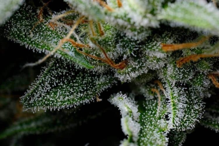 Potency VS THC content