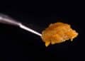 Why Live Resin is the Best Thing to happen to Delta-8