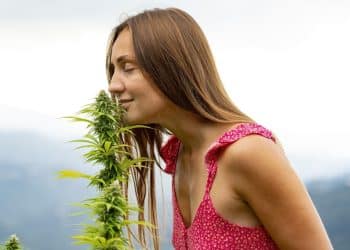 Adding Terpenes After THC Distillation