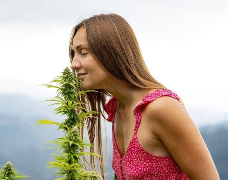 Adding Terpenes After THC Distillation