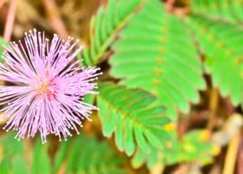 Recreational DMT Extraction Poses Safety Concerns