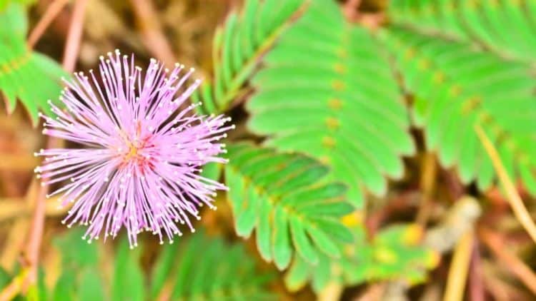 Recreational DMT Extraction Poses Safety Concerns