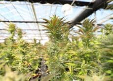 Cannabis hemp plants growing in a greenhouse as federal hemp regulations change