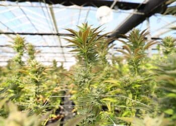 Cannabis hemp plants growing in a greenhouse as federal hemp regulations change