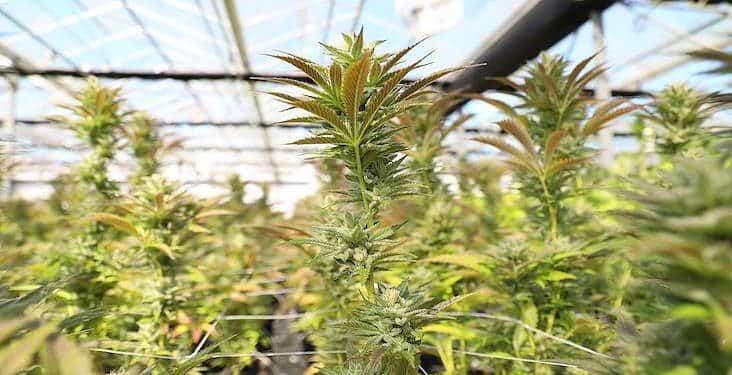 Cannabis hemp plants growing in a greenhouse as federal hemp regulations change
