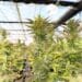 Cannabis hemp plants growing in a greenhouse as federal hemp regulations change