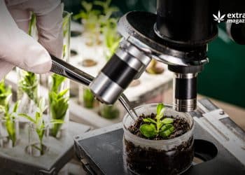 Antioxidants in plants and extraction methods